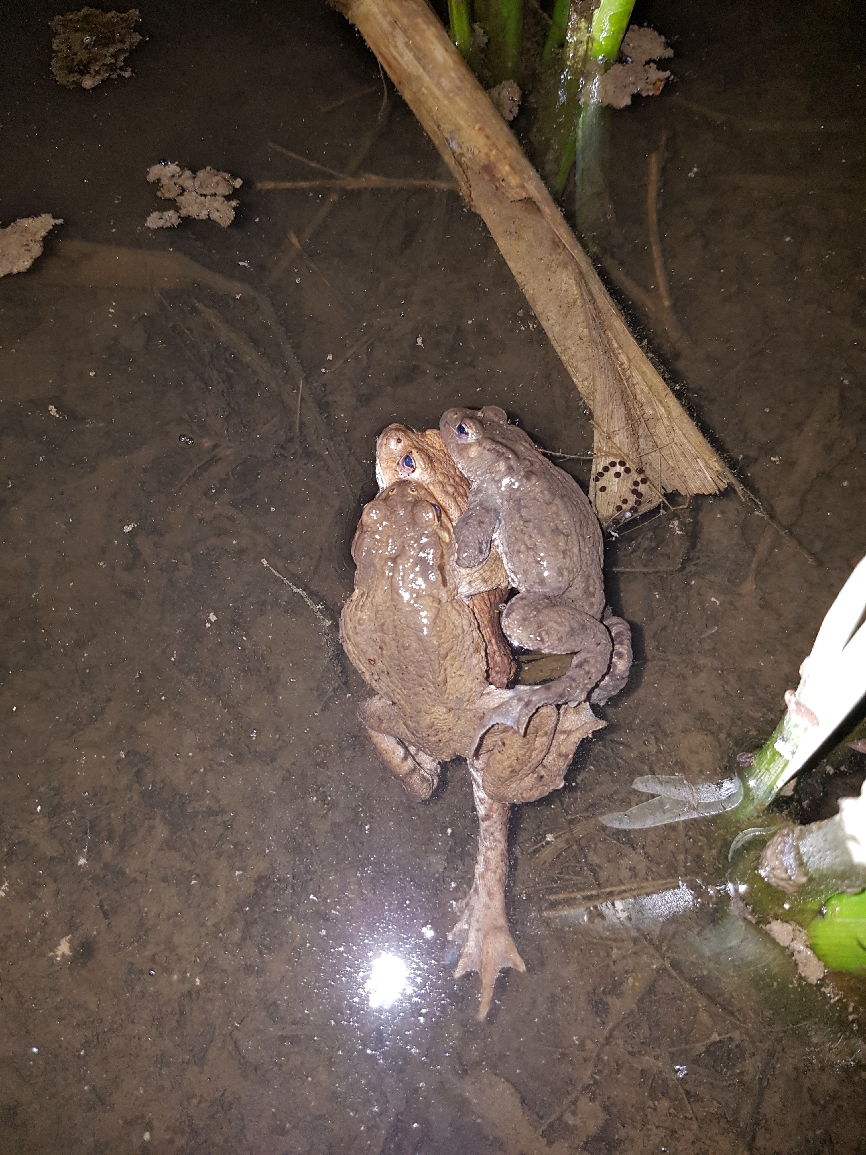 Bildqualität des Samsung Galaxy S7 - Kamera-20160409_205555.jpg