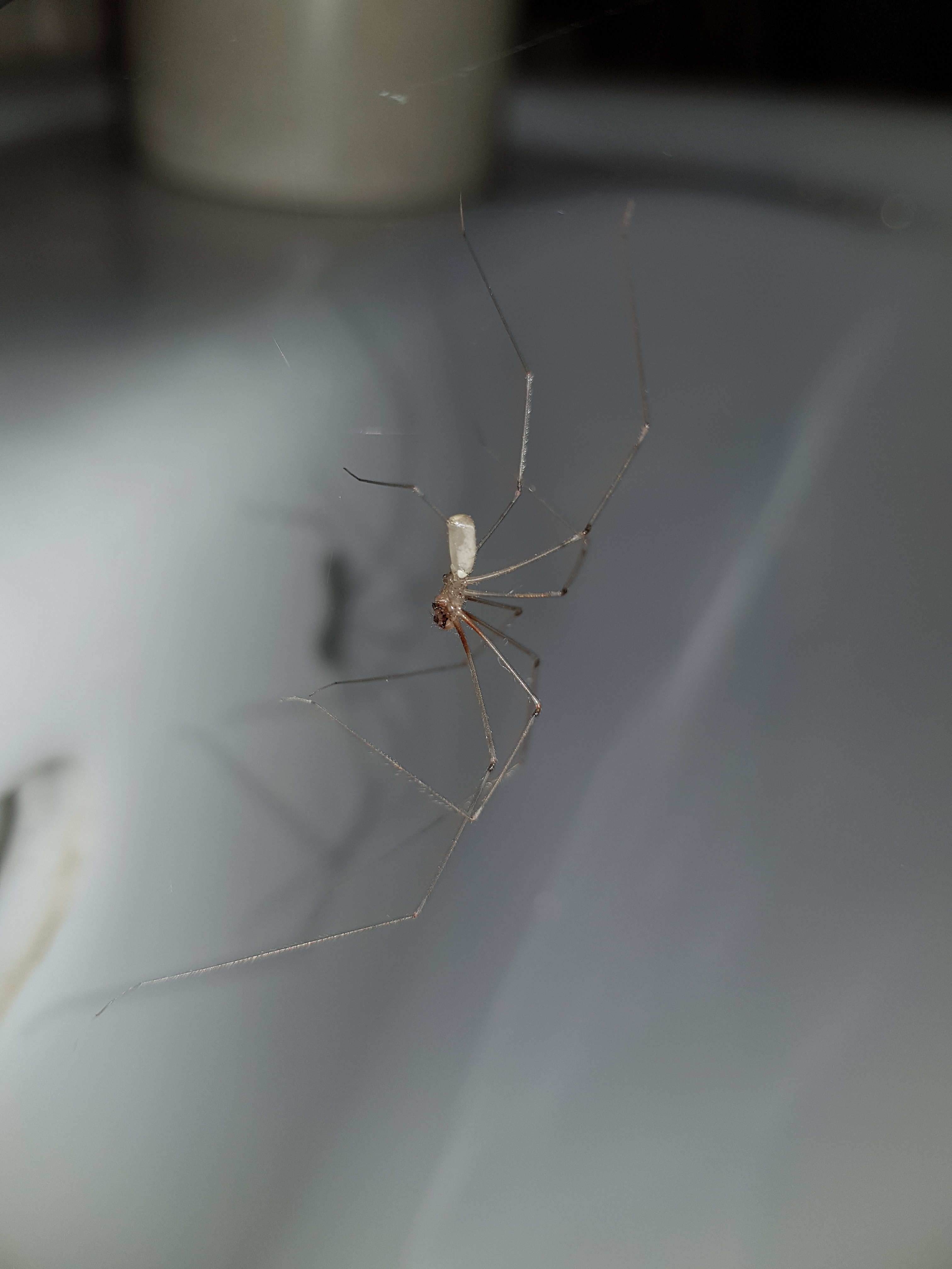 Samsung Galaxy S8 - Qualität der Photos-20170507_003248.jpg