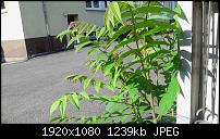 Samsung Gear 2 - Kamera-2014-06-18-09.04.19.jpg