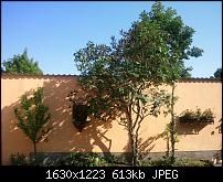 Samsung Omnia 7 oder HTC Mozart-omnia-baum.jpg