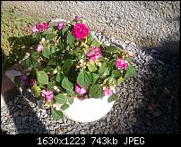 Samsung Omnia 7 oder HTC Mozart-omnia-blume-rot.jpg