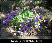 Samsung Omnia 7 oder HTC Mozart-omnia-blume.jpg