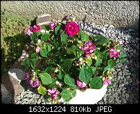 Samsung Omnia 7 oder HTC Mozart-moozart-blume-rot.jpg