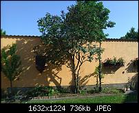 Samsung Omnia 7 oder HTC Mozart-mozart-baum.jpg