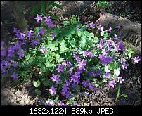 Samsung Omnia 7 oder HTC Mozart-mozart-blume.jpg