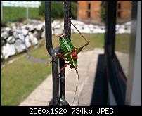 Kamera beim Omnia 7-wp_000008.jpg