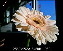 Kamera beim Omnia 7-wp_000209.jpg