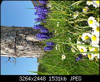 Fotos / Videos mit dem Xperia Arc-dsc_0236.jpg
