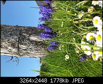 Fotos / Videos mit dem Xperia Arc-dsc_0235.jpg