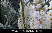 Fotos / Videos mit dem Xperia Arc-dsc_0131.jpg