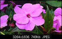 Fotos / Videos mit dem Xperia Arc-dsc_1375.jpg