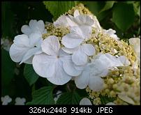 Fotos / Videos mit dem Xperia Arc-dsc_1084.jpg