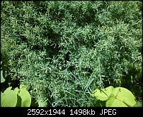 Xperia X10 mini Fotos-sportaufnahme.jpg