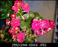 Xperia X10 mini Fotos-dsc00011.jpg
