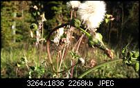 Der ultimative Kamera/Bilder Thread!-dsc_0033-2-kopie.jpg