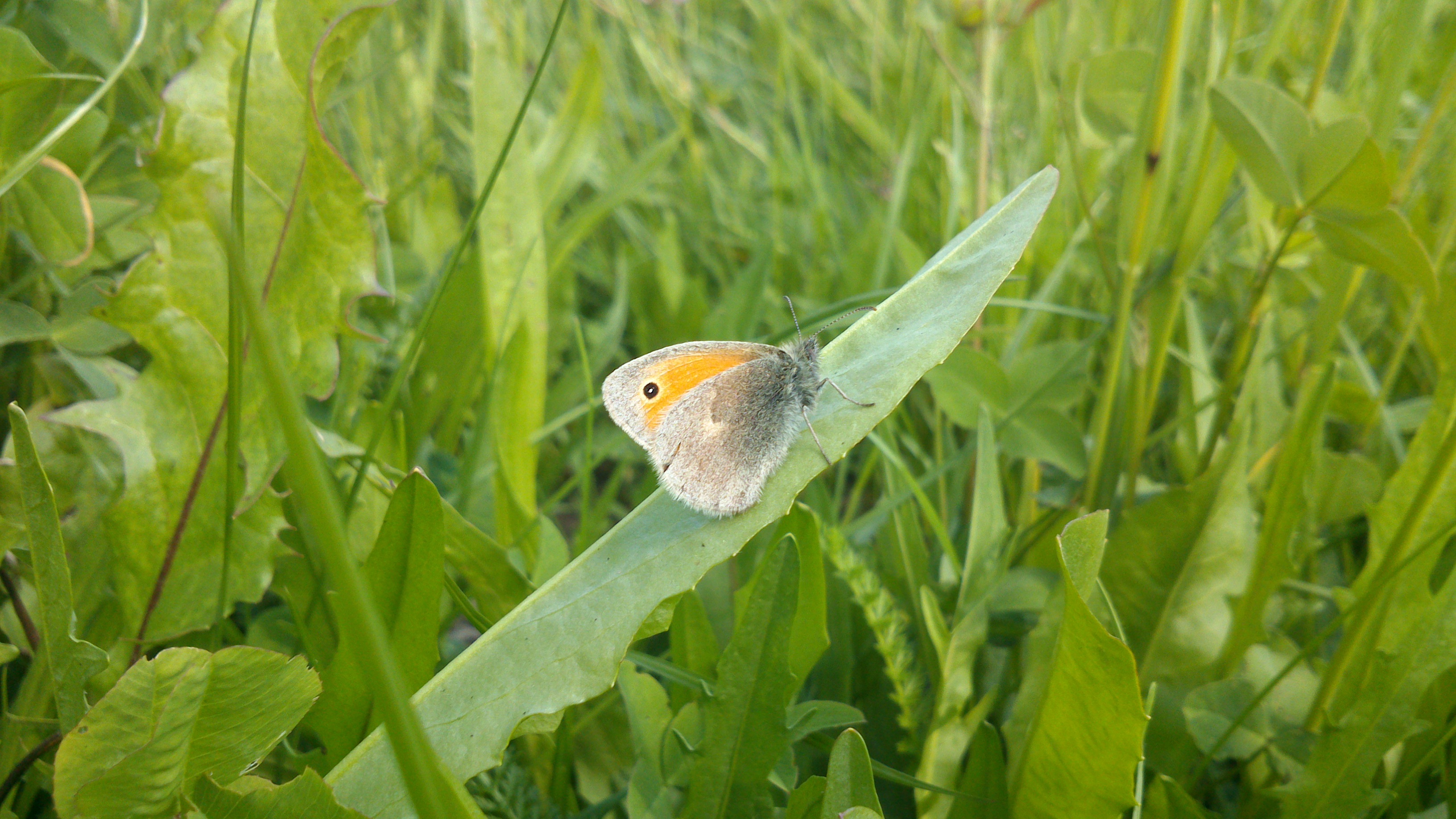 Erste Erfahrungsberichte/ Eindrücke & Testberichte Xperia P-dsc_0083.jpg