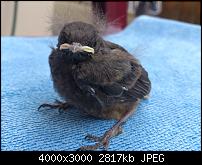Fotos und Videos mit der Xperia S Kamera-dsc_0235.jpg