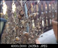 Fotos und Videos mit der Xperia S Kamera-dsc_0112.jpg