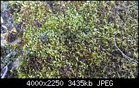 Fotos und Videos mit der Xperia S Kamera-dsc_0012.jpg