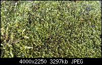 Fotos und Videos mit der Xperia S Kamera-dsc_0014.jpg