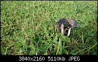 Sony Xperia XZ - Kamera Diskussionsthread-dsc_1354.jpg