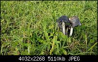 Sony Xperia XZ - Kamera Diskussionsthread-20161026_121604.jpg