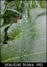 Xperia Z1 - Foto & Videoqualität-dsc_0418.jpg