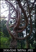 Xperia Z1 - Foto & Videoqualität-dsc_0419.jpg