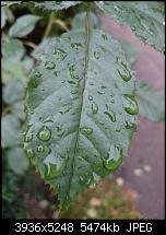 Xperia Z1 - Foto & Videoqualität-dsc_0402.jpg