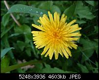 Xperia Z1 - Foto & Videoqualität-dsc_0412.jpg