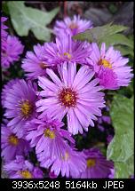 Xperia Z1 - Foto &amp; Videoqualität-dsc_0400.jpg