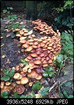 Xperia Z1 - Foto & Videoqualität-dsc_0407.jpg