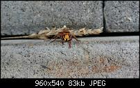 Xperia Z1 - Foto &amp; Videoqualität-1383397778948.jpg