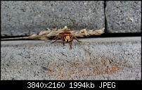 Xperia Z1 - Foto &amp; Videoqualität-dsc_0020.jpg