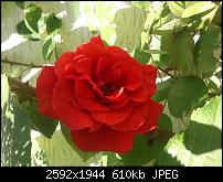 X Z1 wirklich empfehlenswert?-dsc_0990.jpg