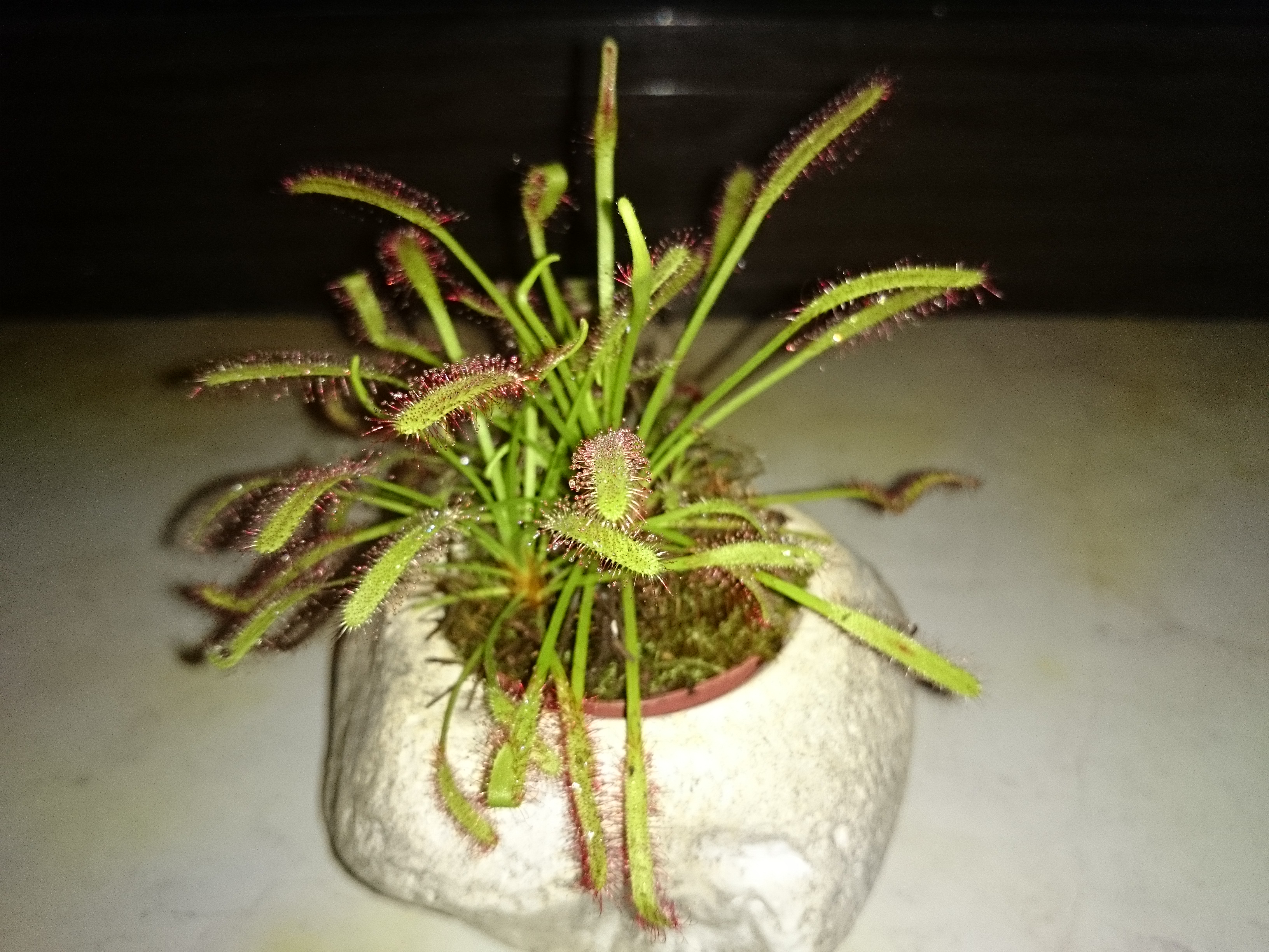 Xperia Z1 - Foto & Videoqualität-iso400.jpg