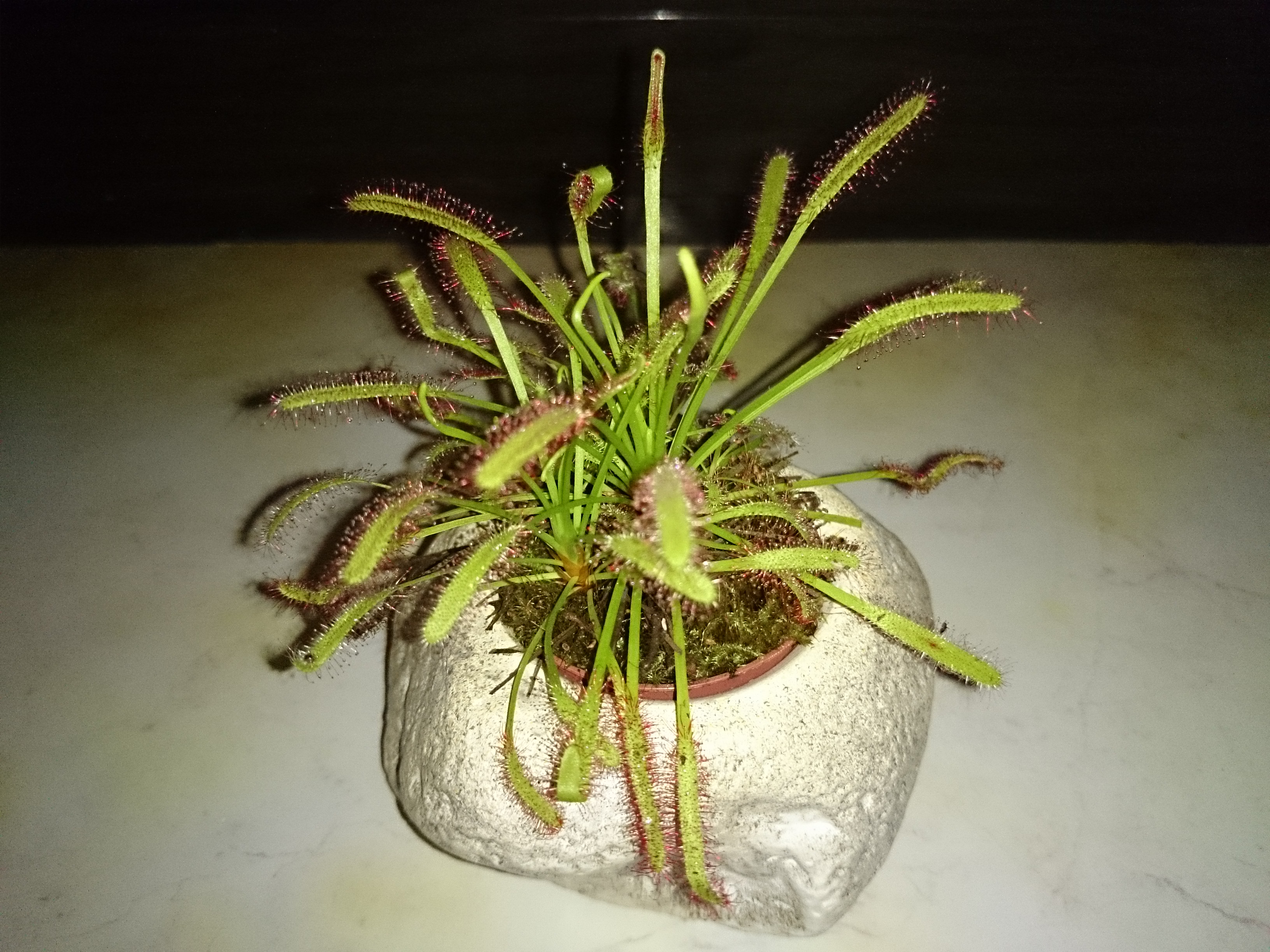 Xperia Z1 - Foto & Videoqualität-iso800.jpg