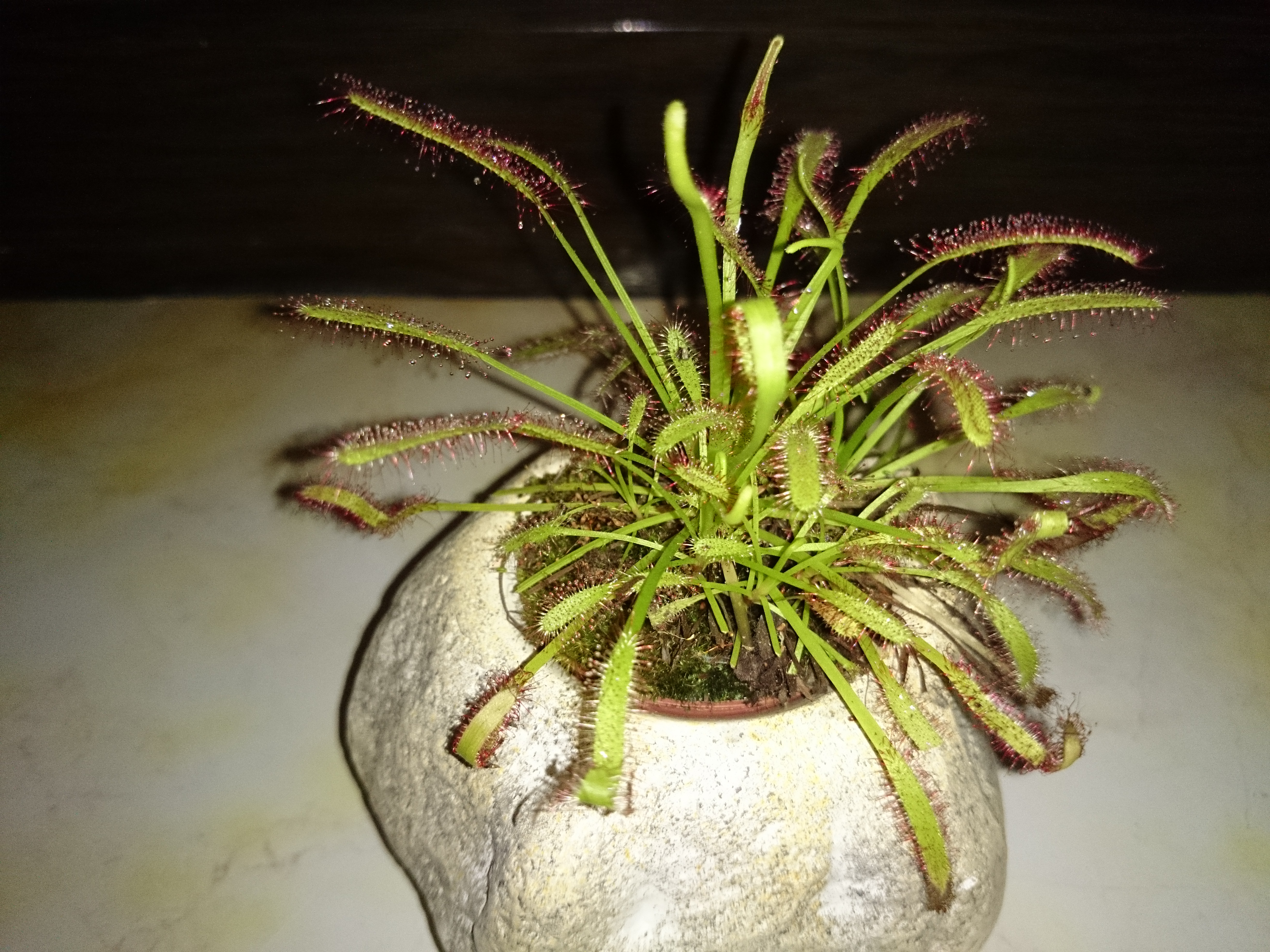 Xperia Z1 - Foto & Videoqualität-iso-auto.jpg