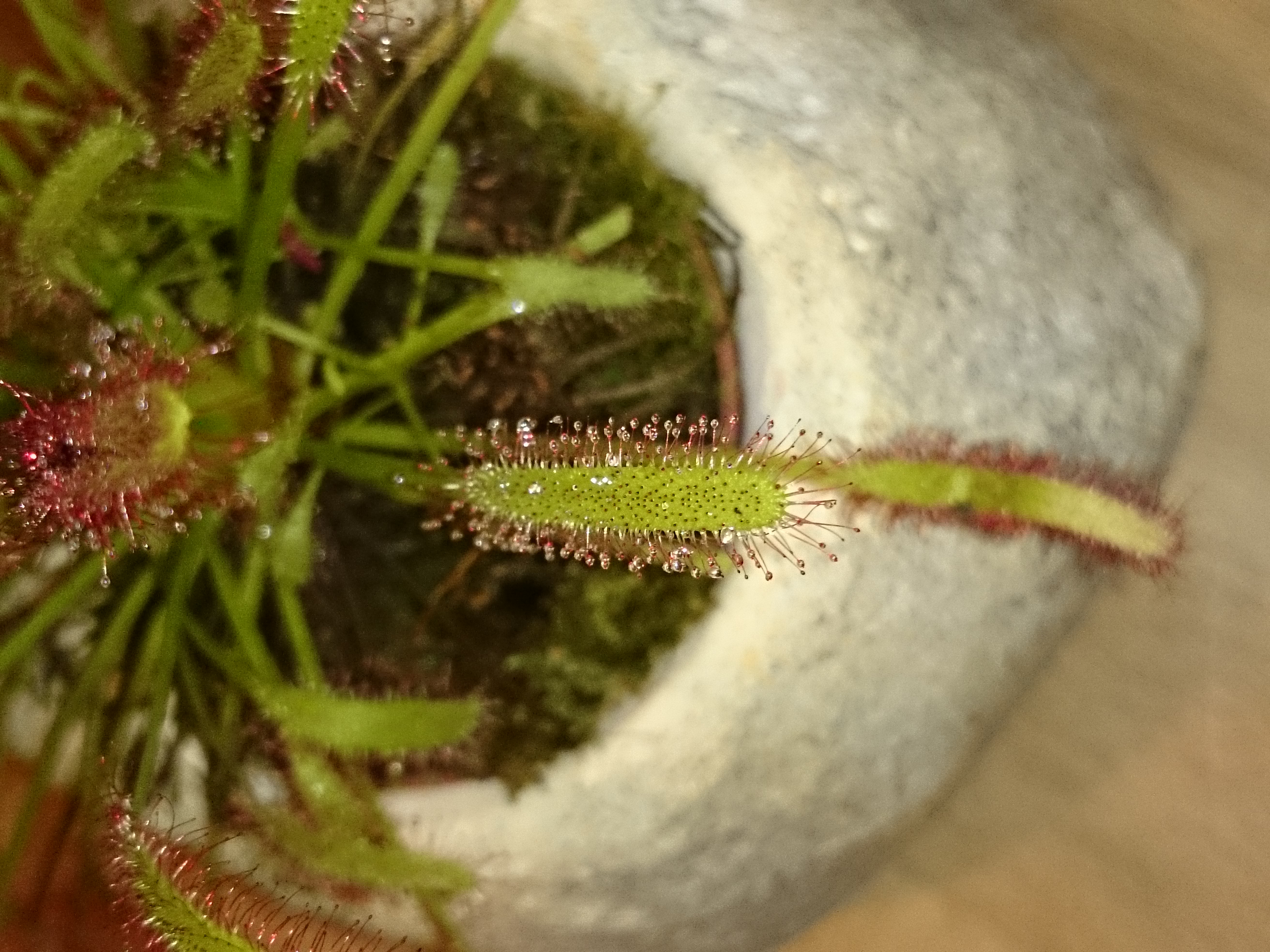 Xperia Z1 - Foto & Videoqualität-dsc_0036.jpg