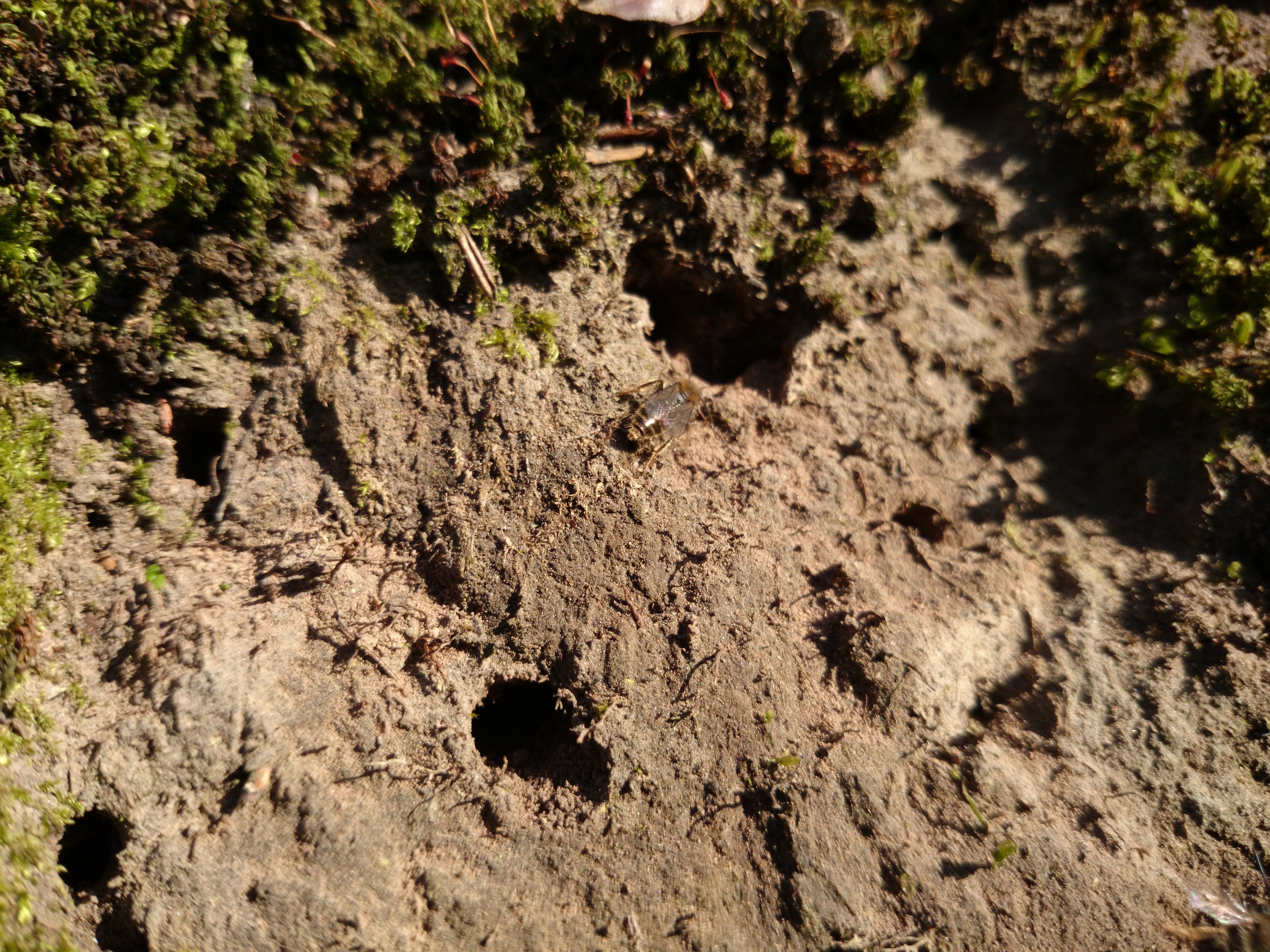 Xperia Z1 - Foto &amp; Videoqualität-dsc_0109.jpg