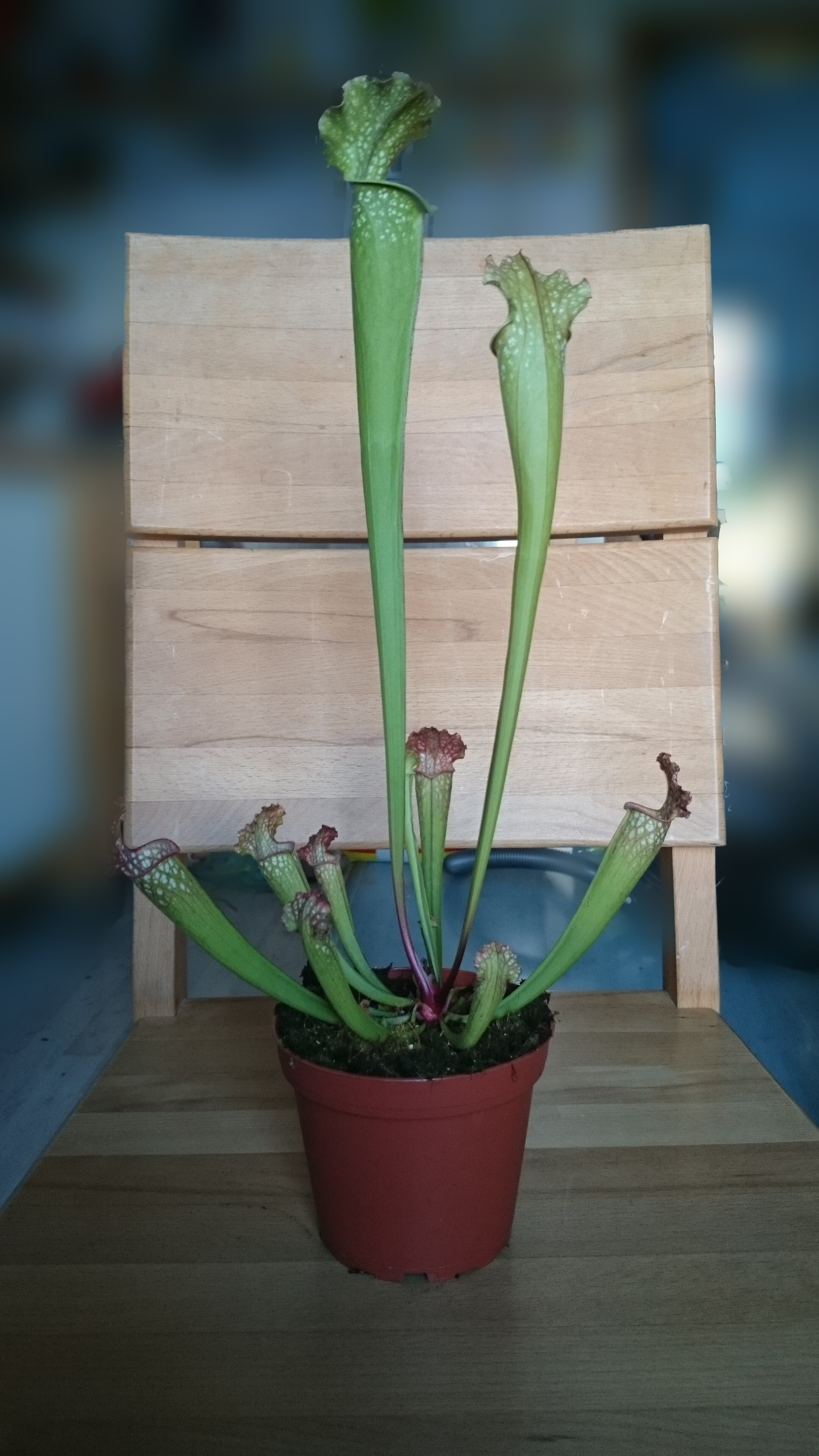 Xperia Z1 - Foto & Videoqualität-20140323_175359.jpg