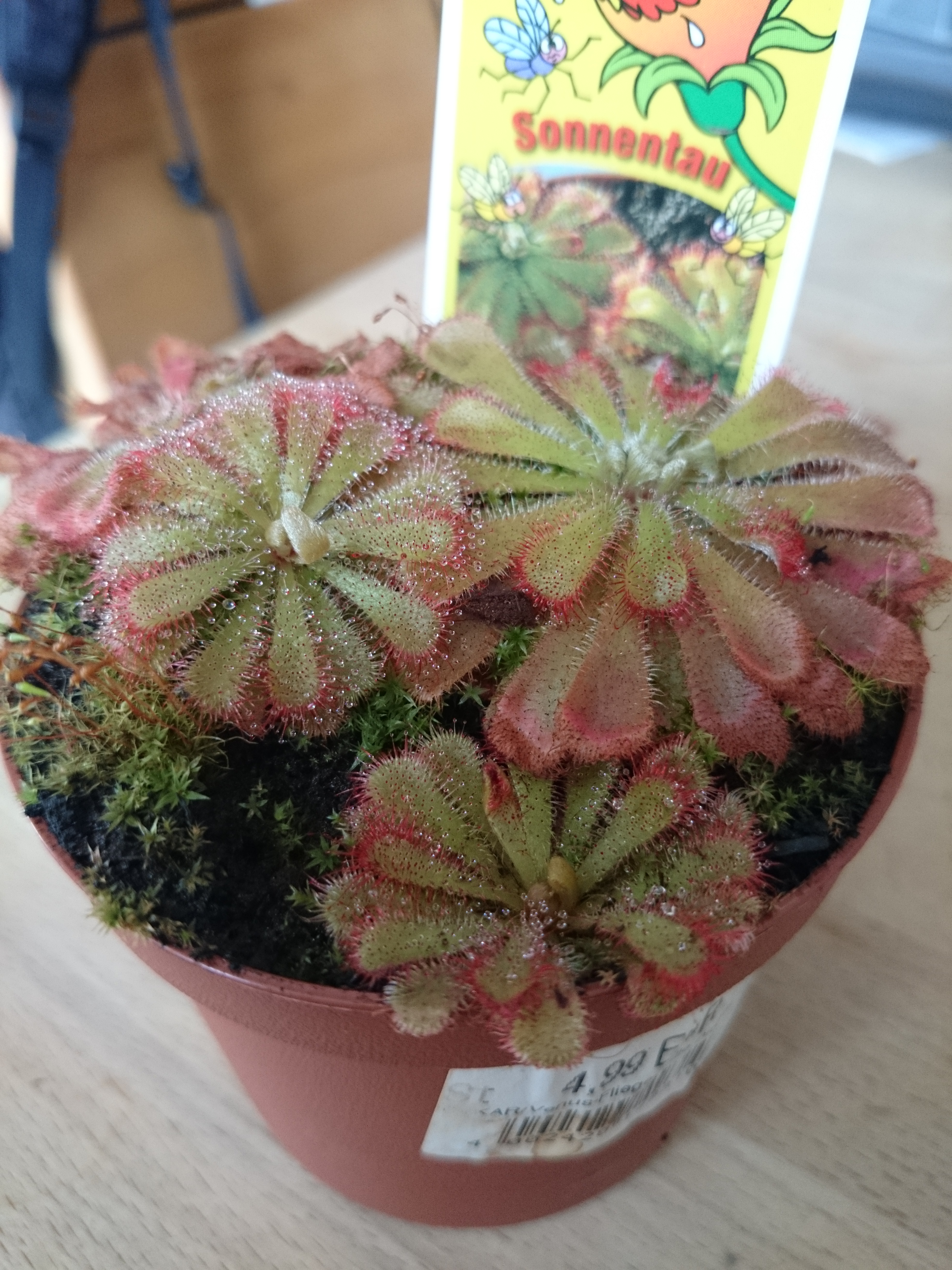 Xperia Z1 - Foto & Videoqualität-dsc_0152.jpg