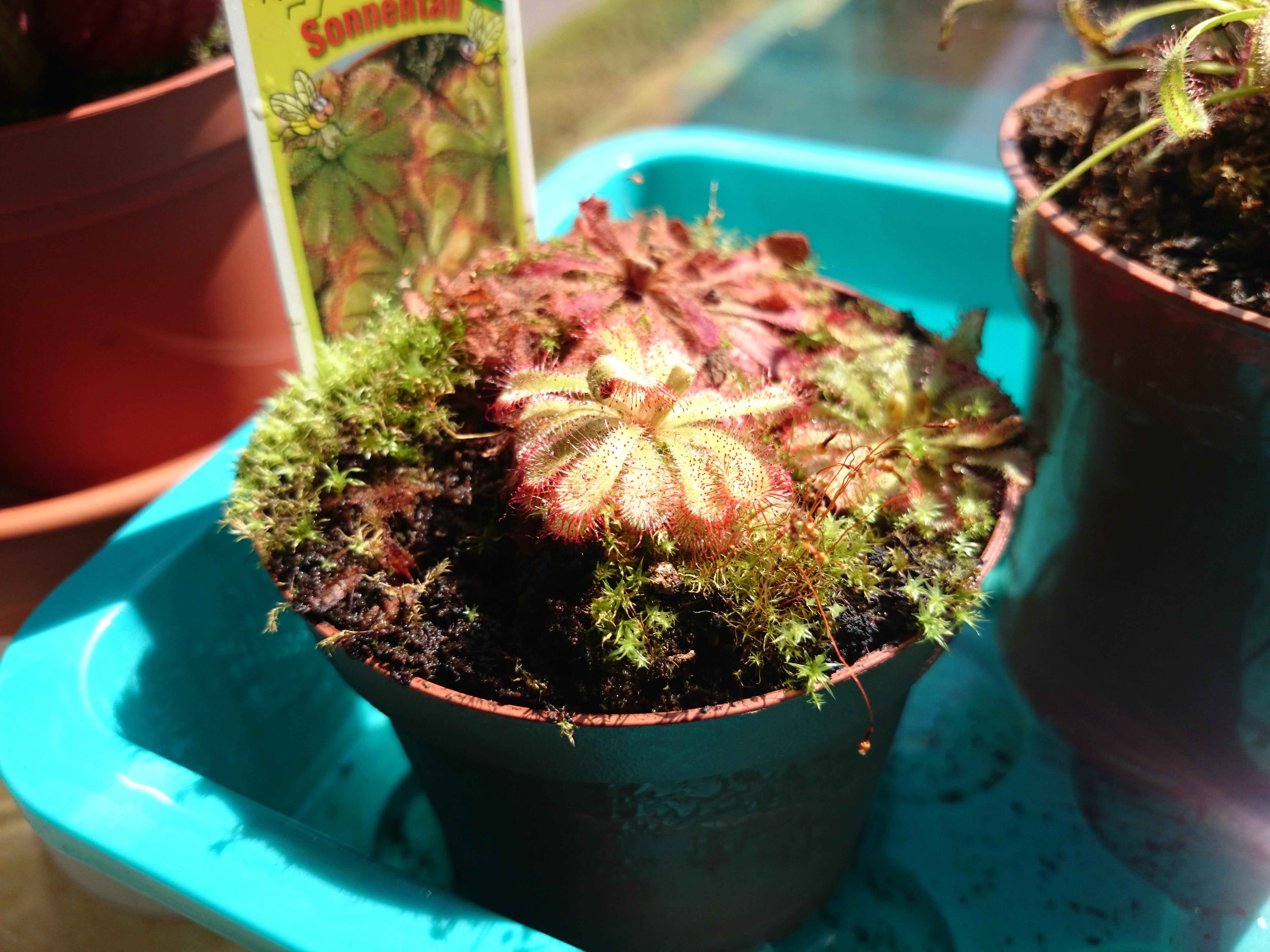 Xperia Z1 - Foto & Videoqualität-kamer-alt.jpg