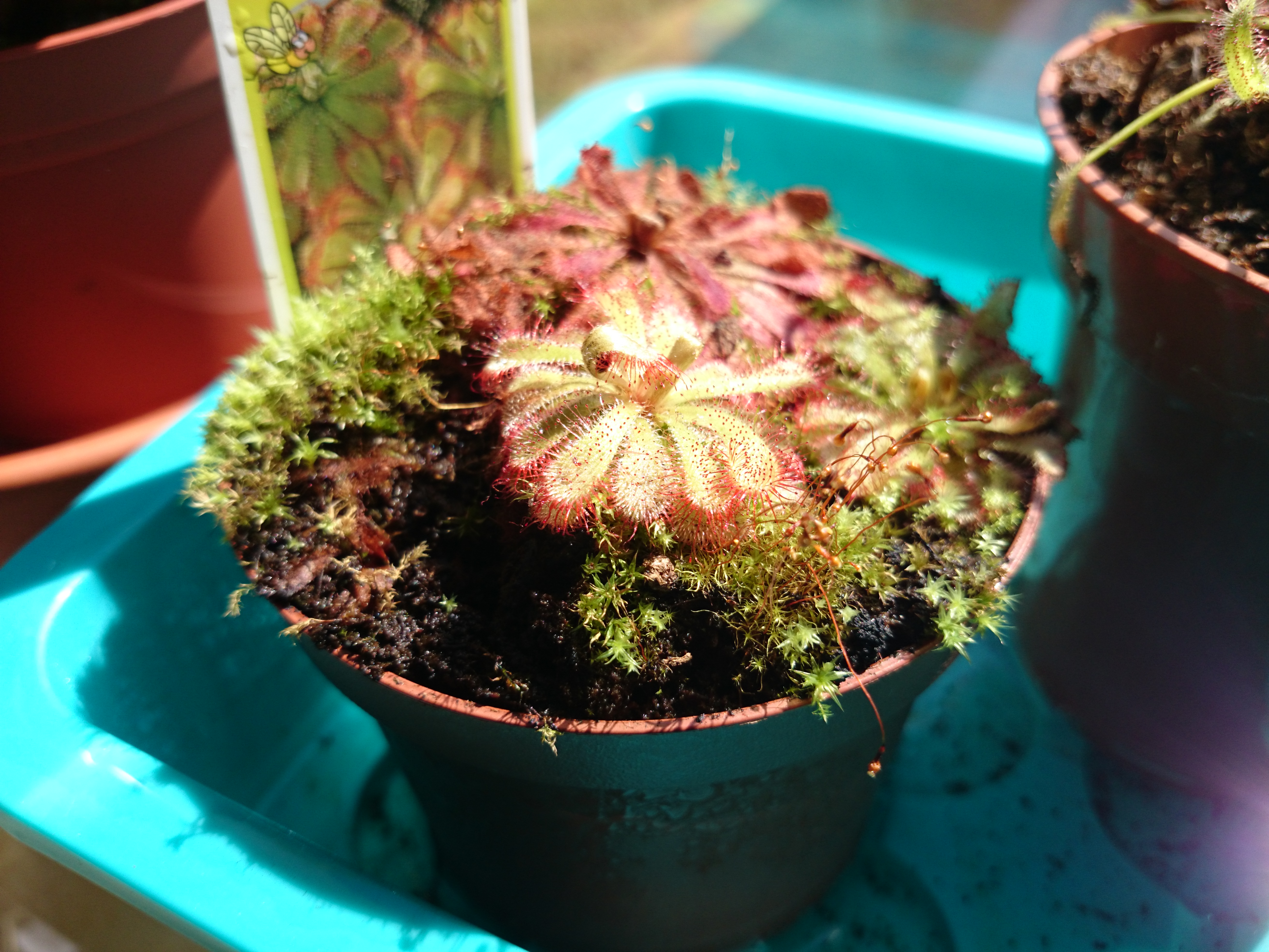 Xperia Z1 - Foto & Videoqualität-kamera-neu.jpg