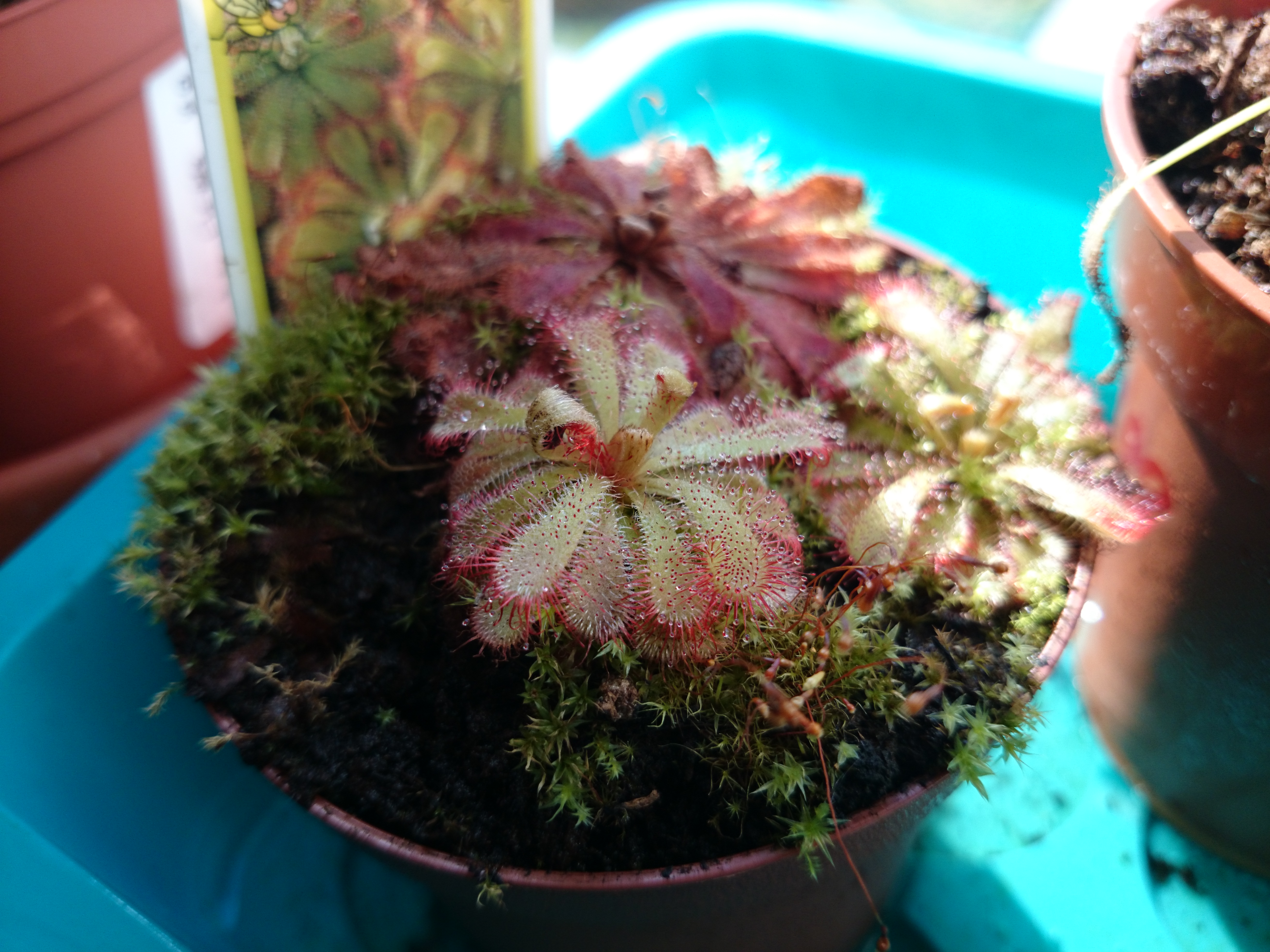 Xperia Z1 - Foto & Videoqualität-dsc_0547.jpg