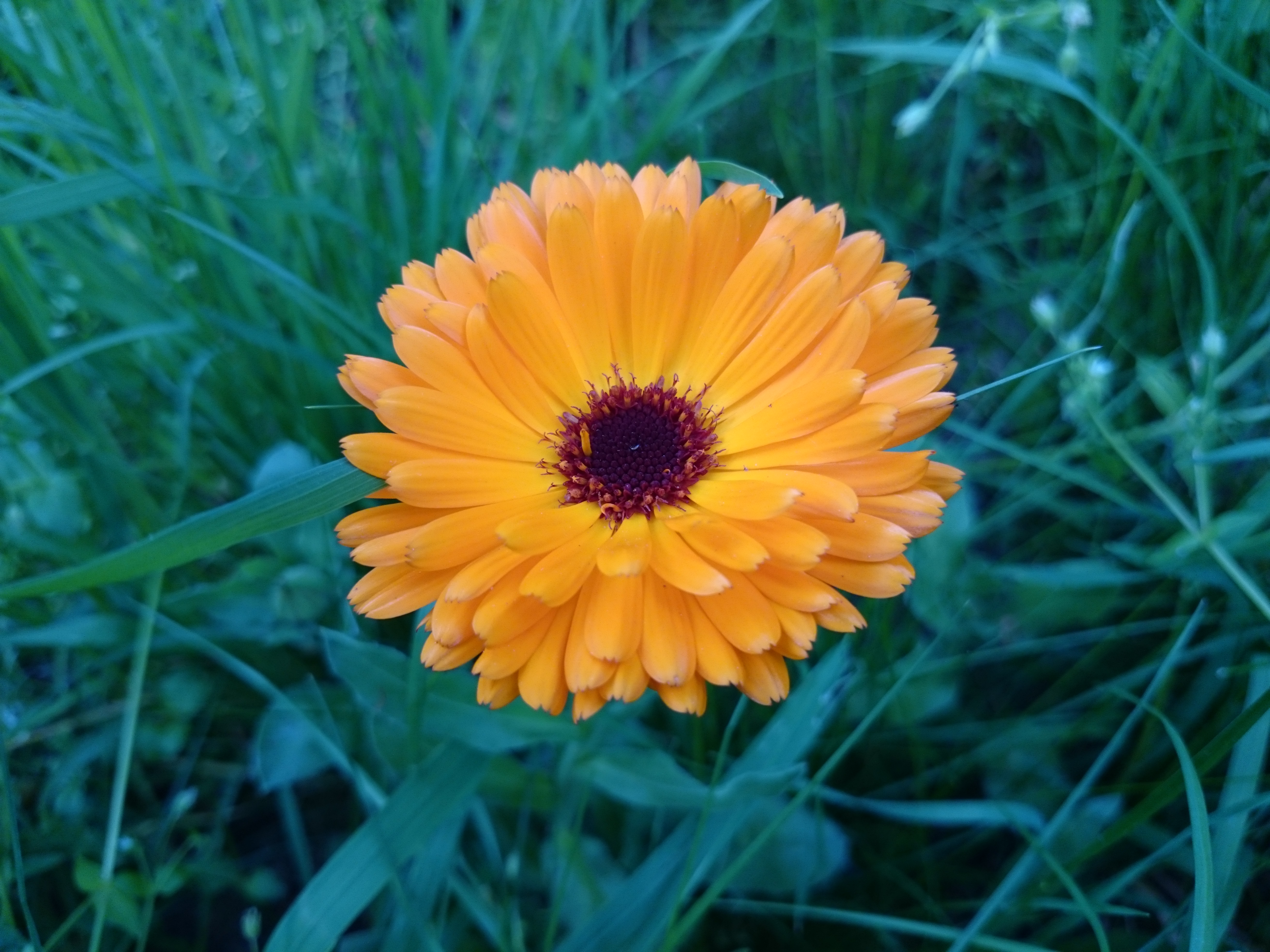 Xperia Z1 - Foto & Videoqualität-dsc_0558.jpg