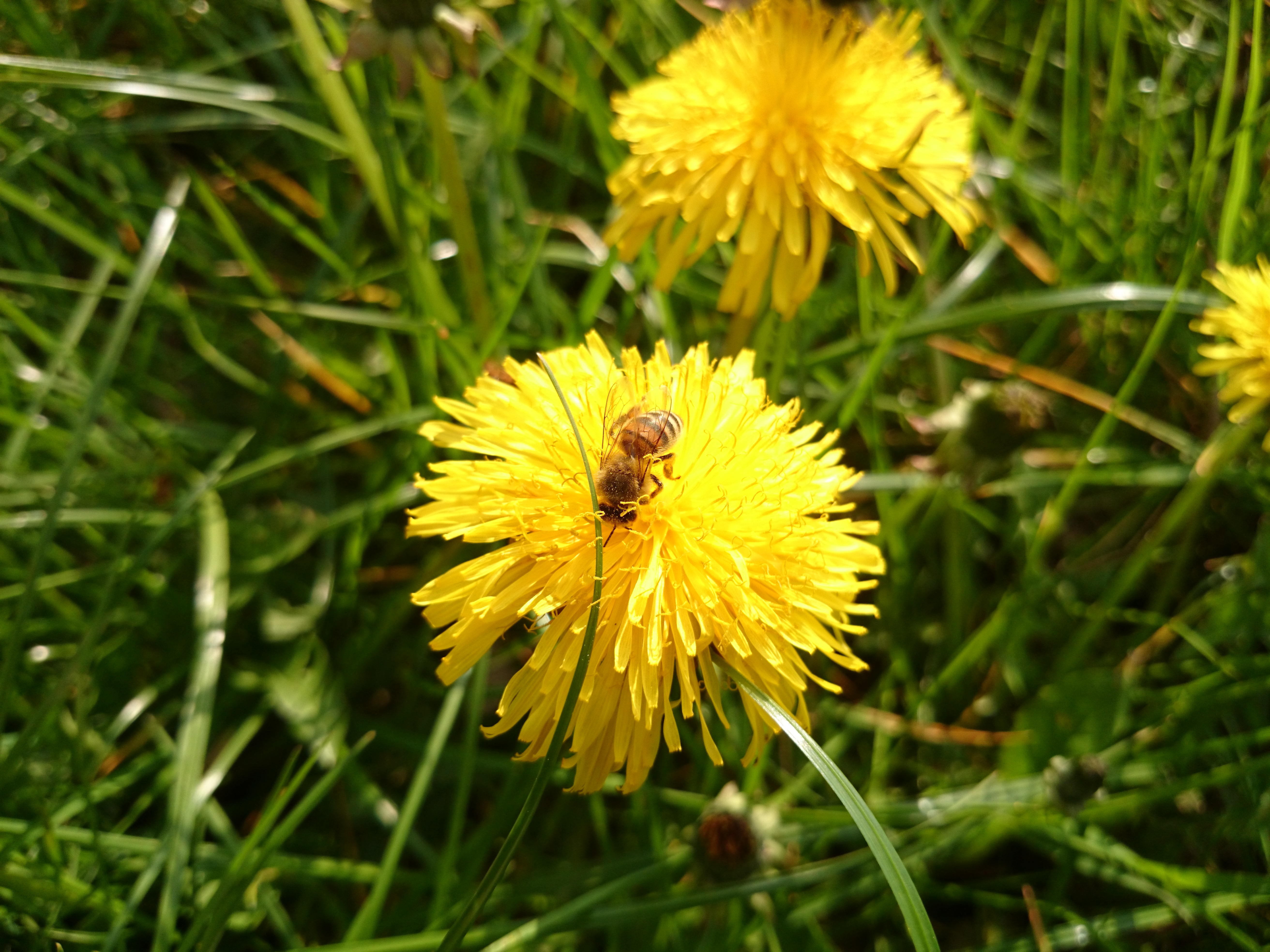 Xperia Z1 - Foto & Videoqualität-biene1.jpg