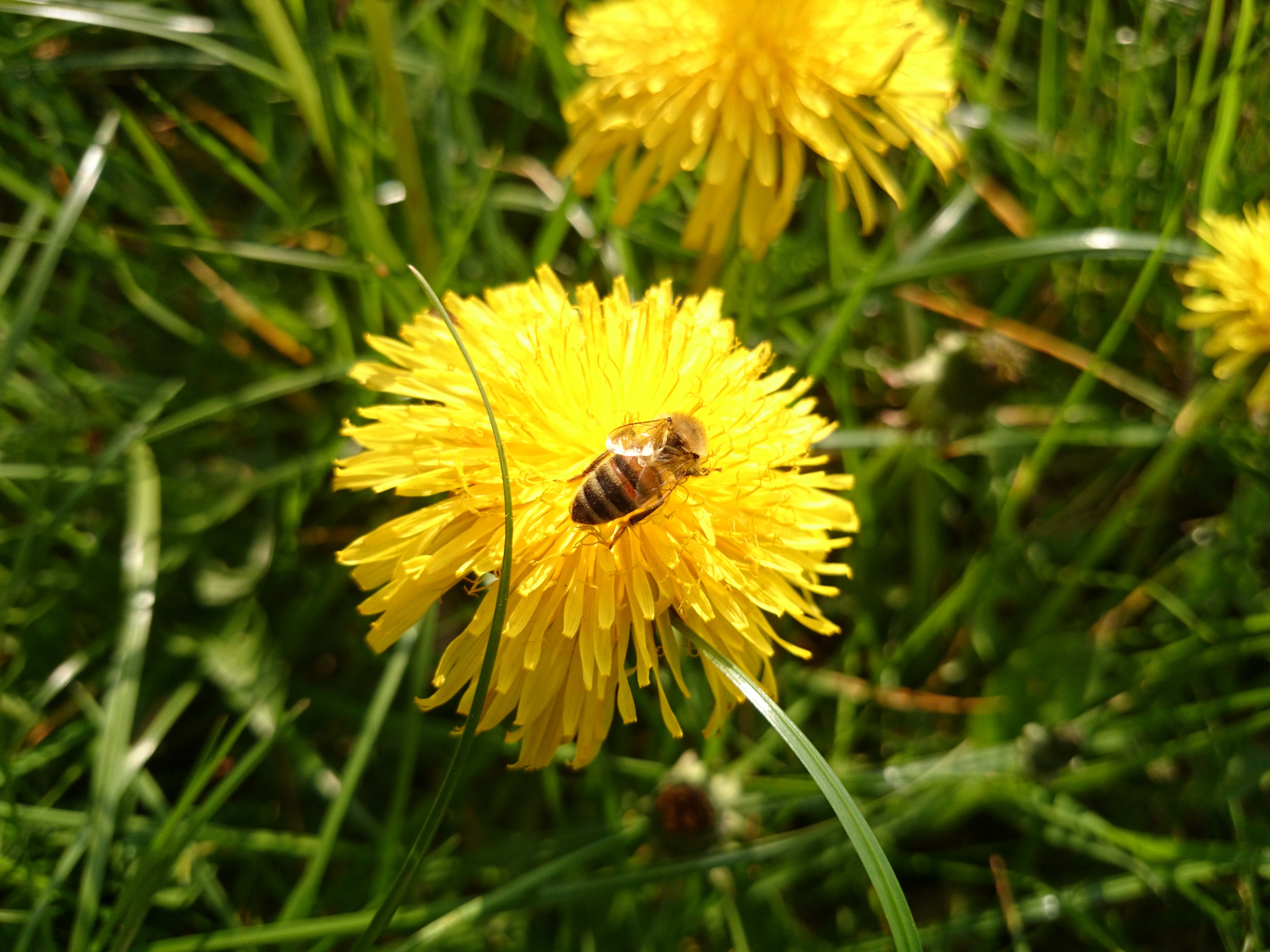 Xperia Z1 - Foto & Videoqualität-biene2.jpg