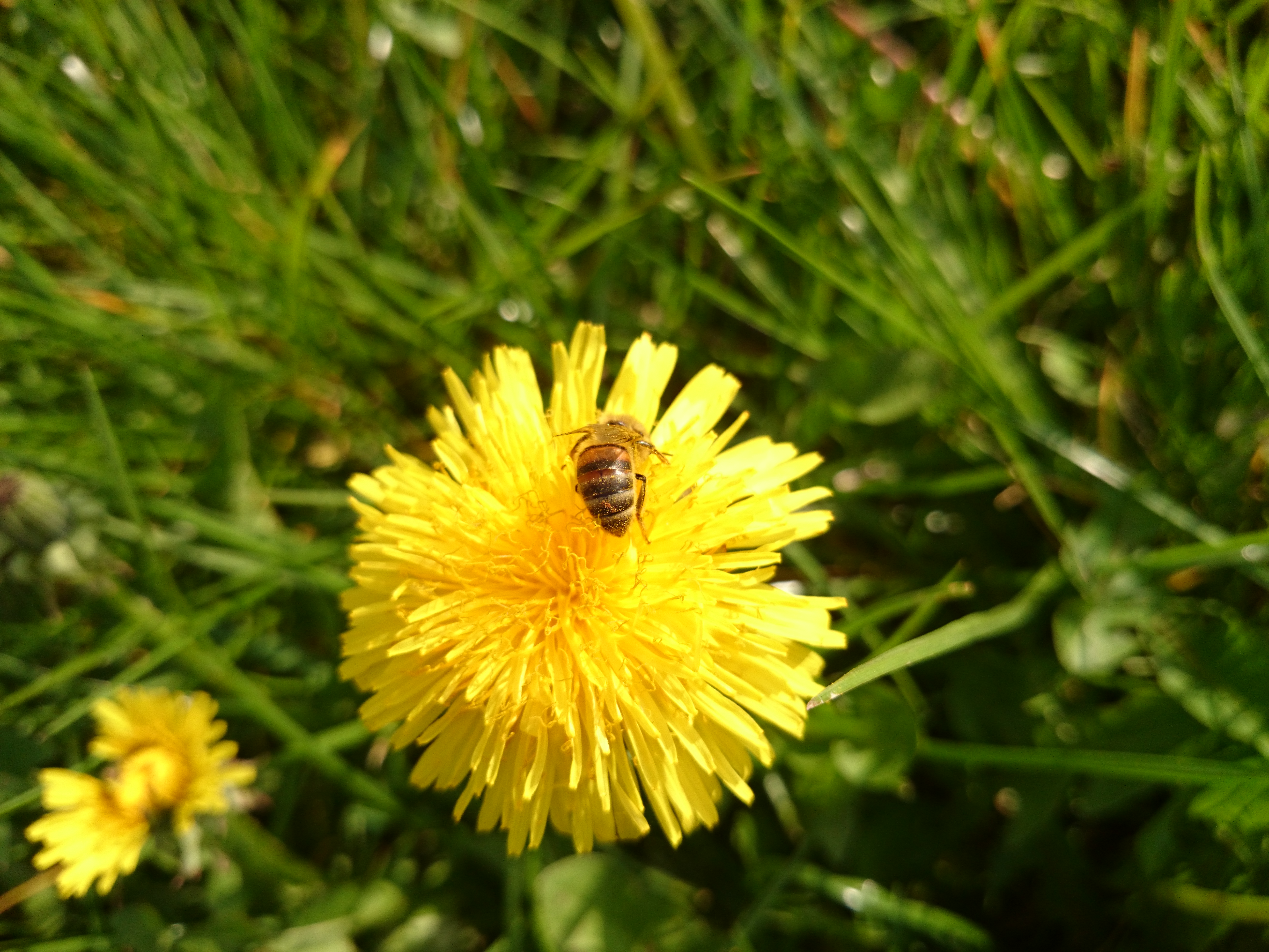 Xperia Z1 - Foto & Videoqualität-biene3.jpg