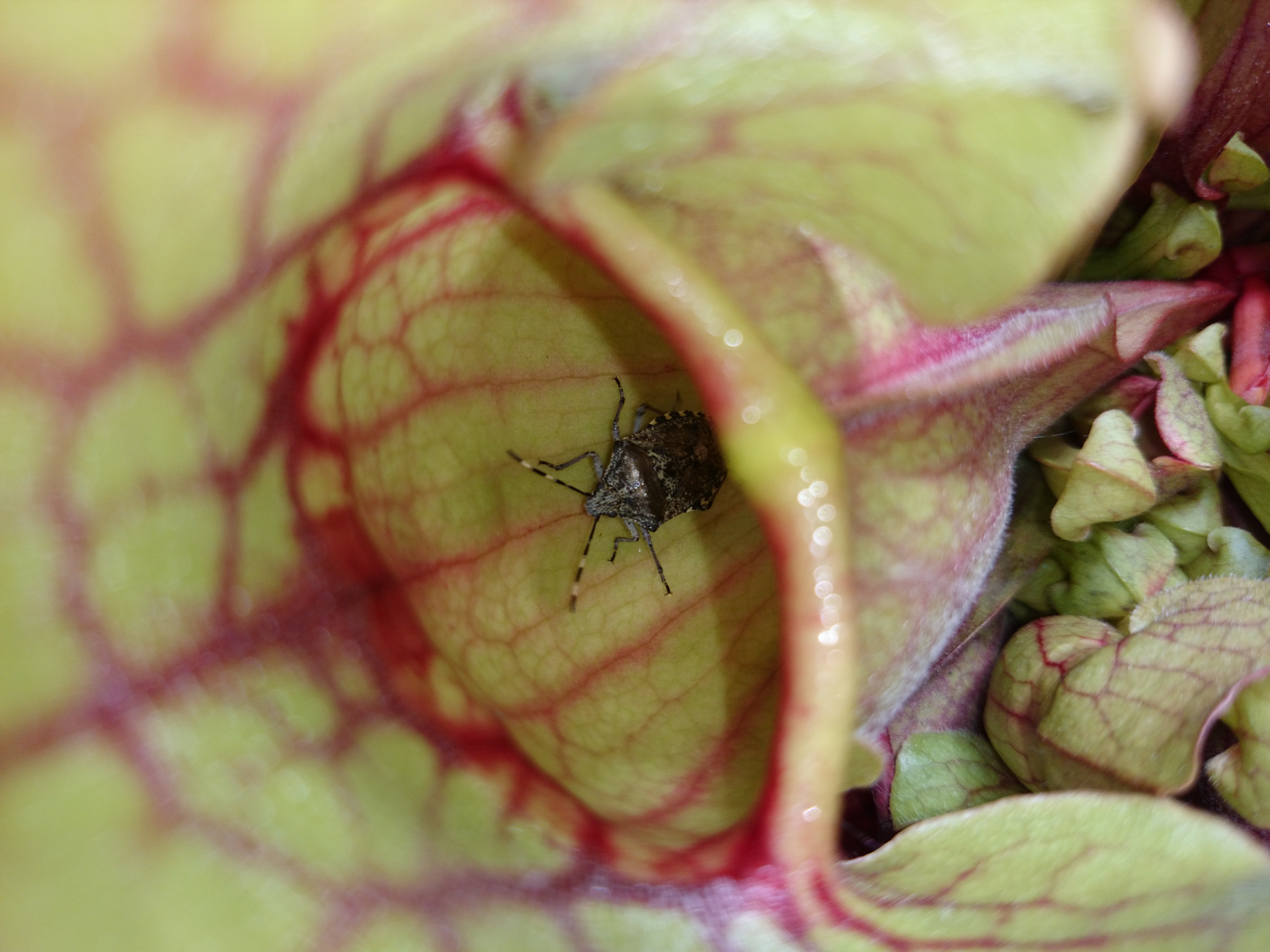 Xperia Z1 - Foto & Videoqualität-wanze1.jpg